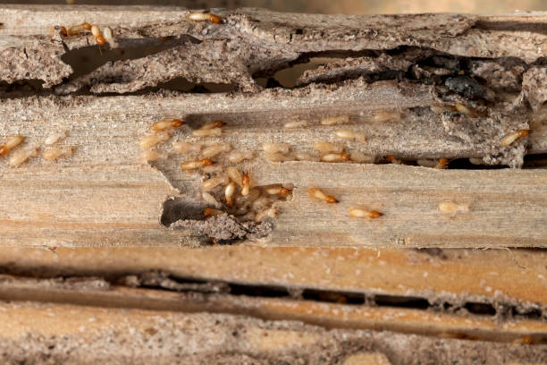Best Bed Bug Extermination  in Laporte, CO