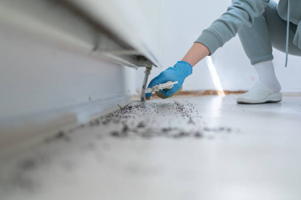 Professional Pest Control in Laporte, CO